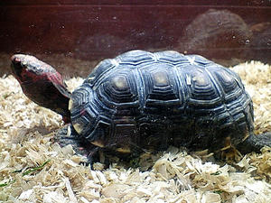 NEC_0059.JPG