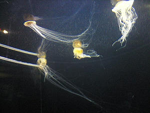 NEC_0067.JPG