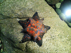 NEC_0070.JPG