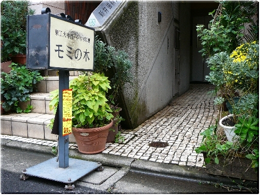 モミの木(大岡山)