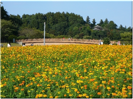 田鶴鳴梅林