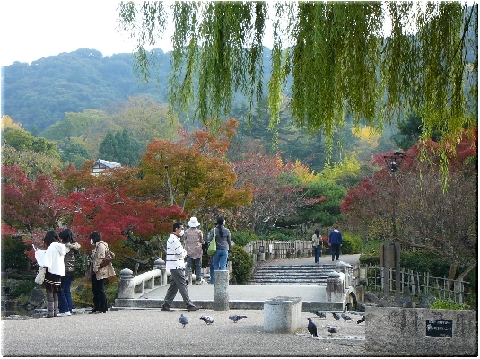 円山公園