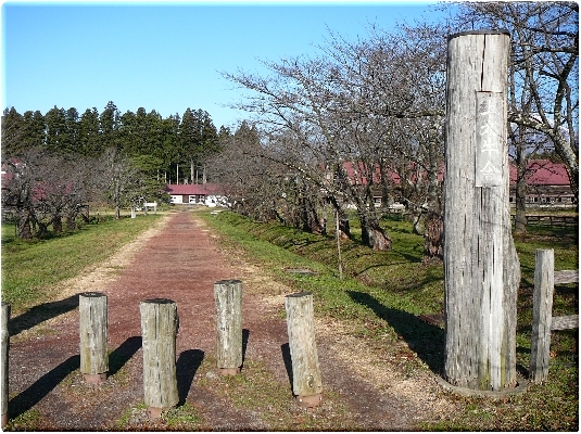 桜並木