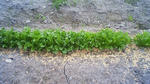 00506b10.jpg