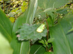 DSCF4971.jpg