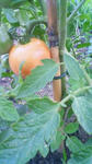 tomato.jpg