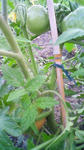tomato2.jpg
