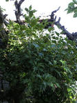 201008081609000.jpg