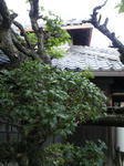 201008081642000.jpg