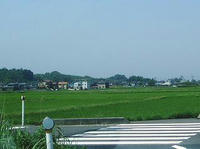 田んぼ