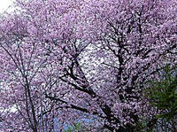 磐梯山の桜