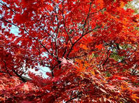 紅葉