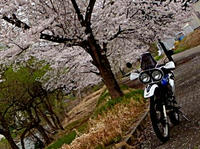 XR-BAJA　桜の下で