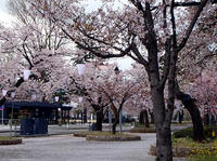 高田城址公園　スターバックス