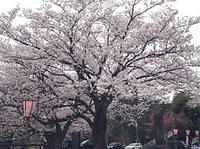 高田城址公園の桜