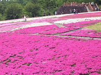 魚沼芝桜まつり