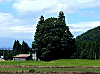 トトロの森　米沢