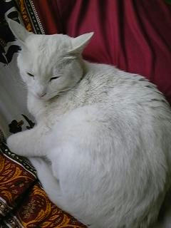 neko.jpg