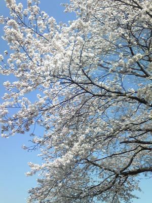 近所の桜