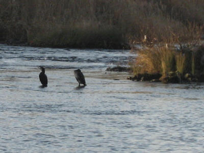IMG_2243_1.jpg