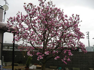 IMG_2686_1.jpg