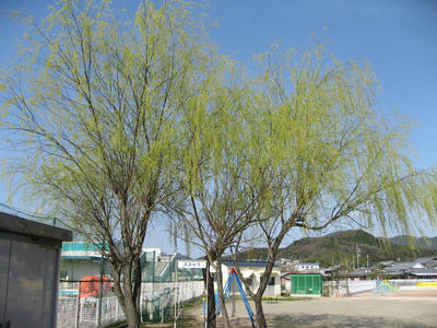 IMG_2693_1.jpg