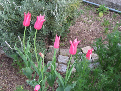 IMG_2787_1.jpg