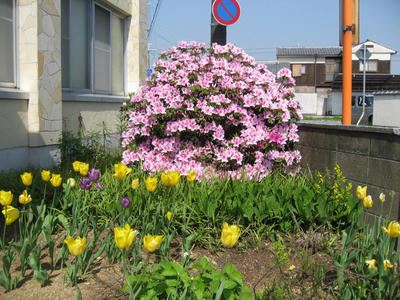 IMG_2909_1.jpg