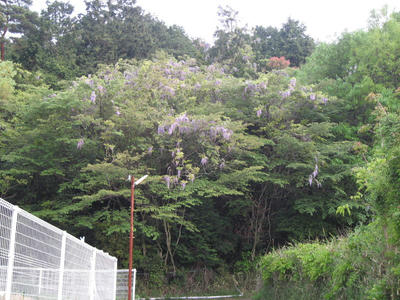 IMG_2868_1.jpg
