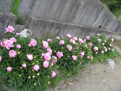 IMG_2963_1.jpg