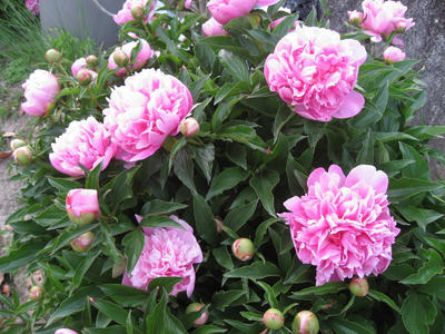 IMG_2964_1.jpg