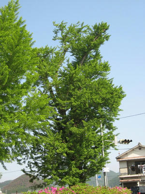 IMG_2972_1.jpg