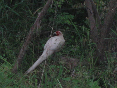 IMG_3062_1.jpg