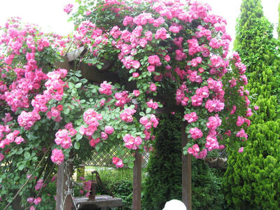 IMG_3086_1.jpg