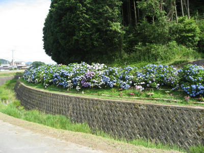 IMG_3222_1.jpg