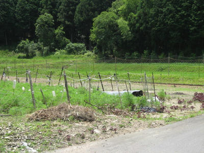 IMG_3345_1.jpg