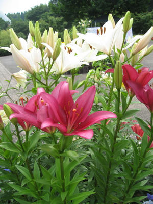 IMG_3263_1.jpg