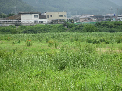 IMG_3536_1.jpg