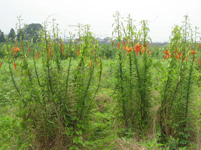 IMG_3534_1.jpg