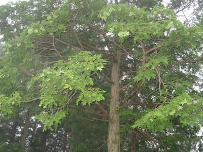 IMG_3587_1.jpg
