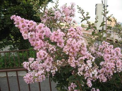 IMG_3625_1.jpg