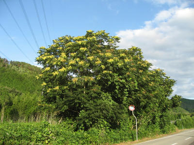 IMG_3715_1.jpg