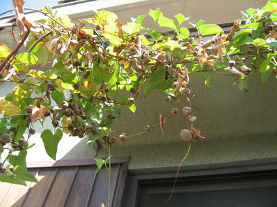 IMG_4119_1.jpg