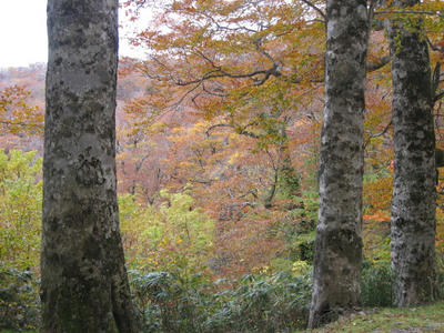 IMG_4398_1.jpg