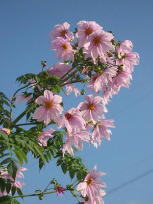 IMG_4625_1.jpg