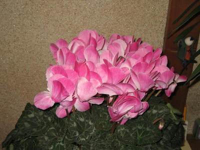 IMG_4731_1.jpg