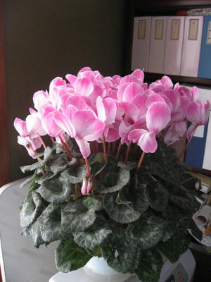 IMG_5276_1.jpg