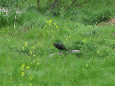 IMG_5674_1.jpg