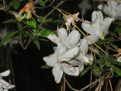 IMG_5776_1.jpg