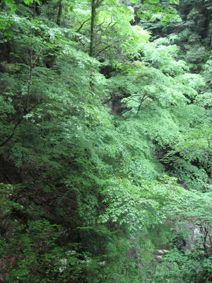 IMG_0007_1.jpg